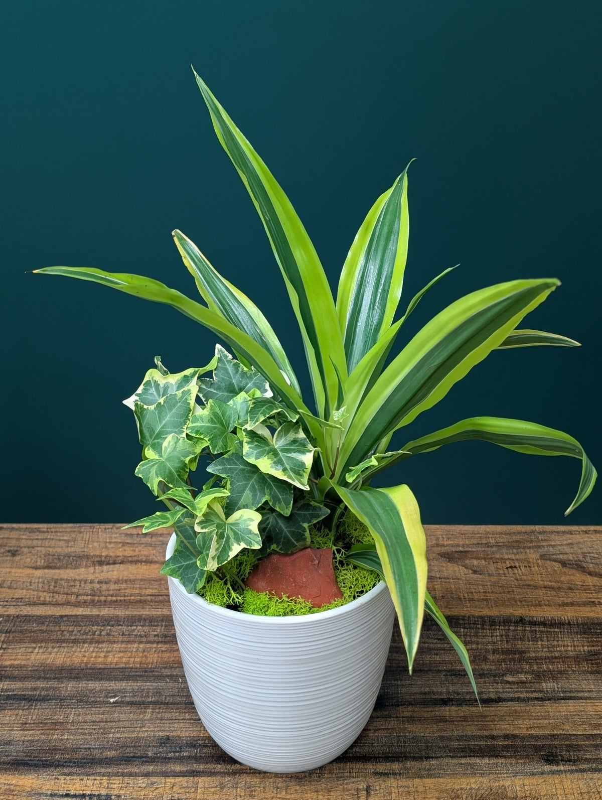 When Life Hands You Limes... - 6" Arrangement