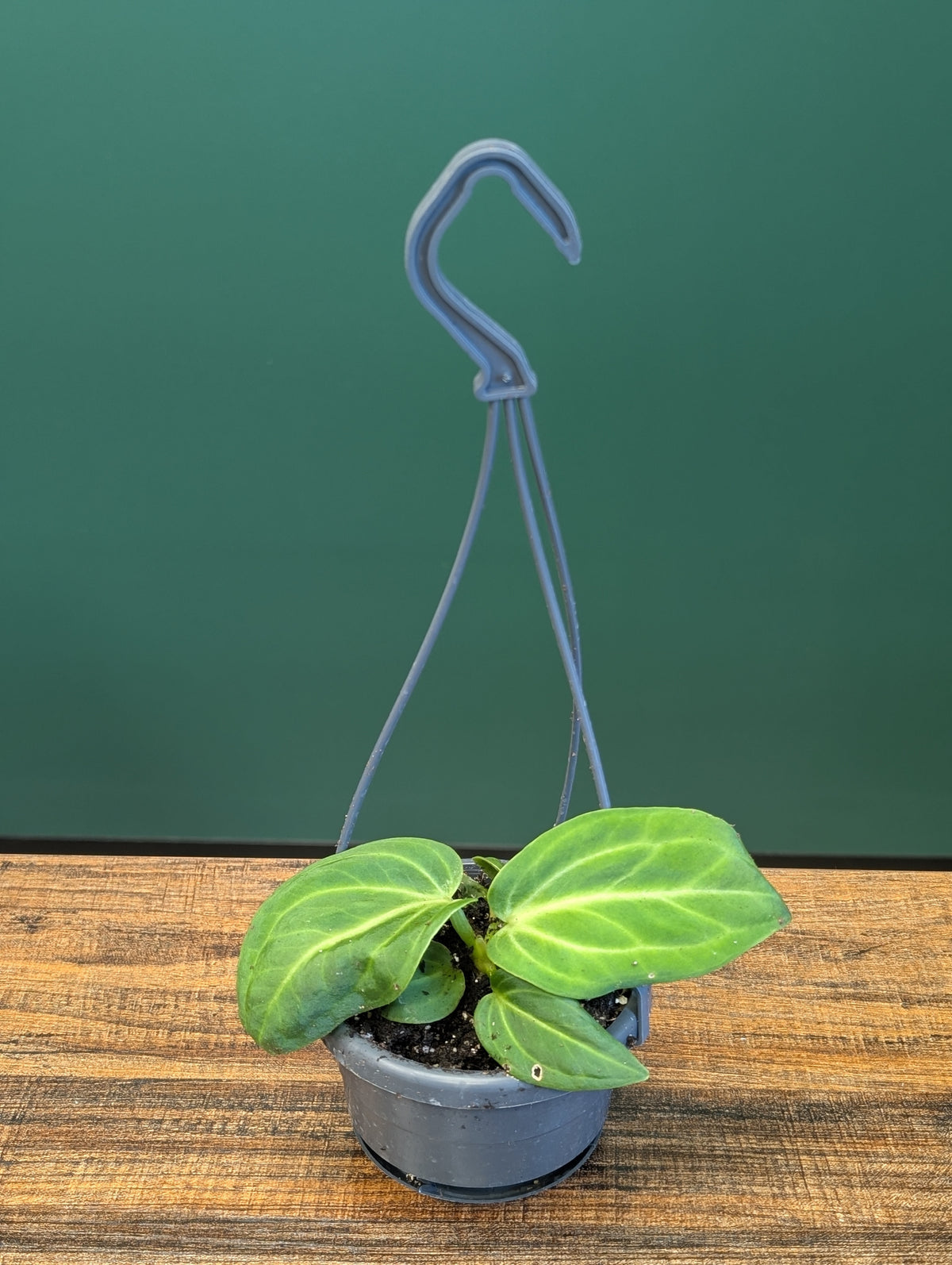 Anthurium Villenaorum HB 4"