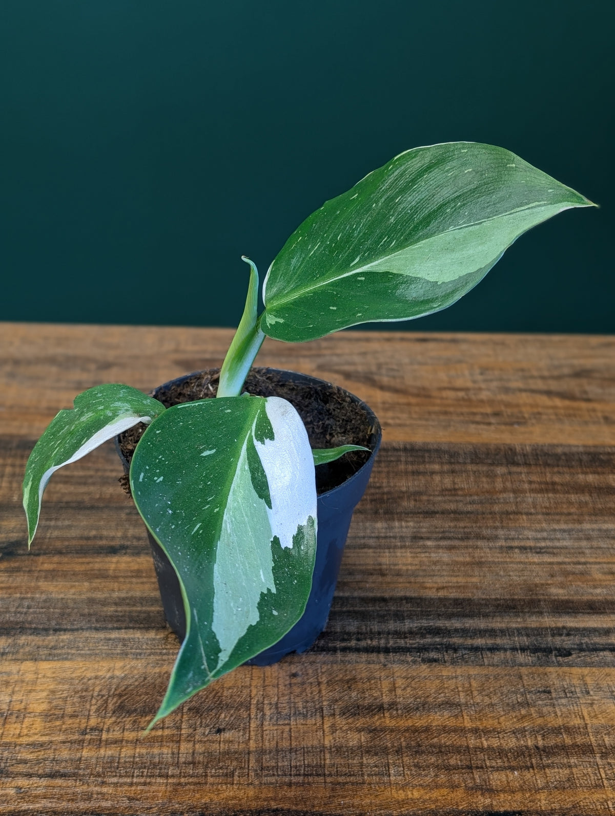 Philodendron White Princess 4"