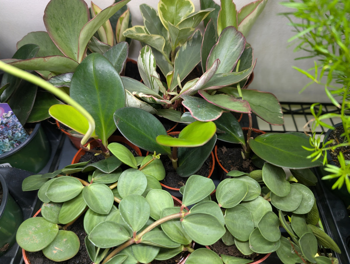 Peperomia Assortment  2.5"