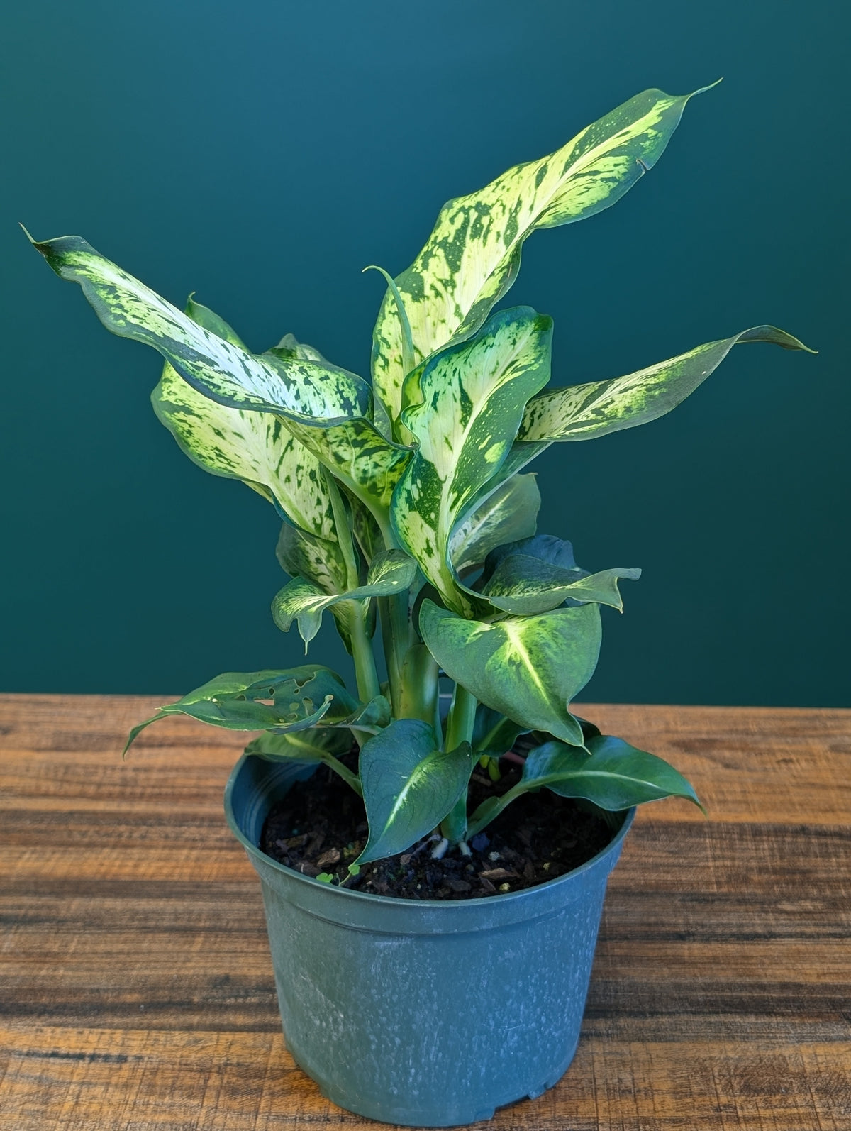 Dieffenbachia Sublime 6"